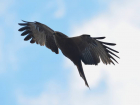 Черный коршун над волгоградскими степями: фотограф «поймал» хищную птицу