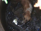 В Волгограде спасатели вытащили из 3-метрового колодца собаку 