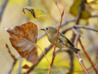 Самую маленькую птицу Европы в осеннем лесу под Волгоградом снял фотограф