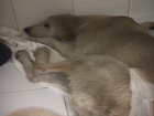 Ненужная жизнь: в Волгограде не смогли спасти пса, которого сбили и бросили на Мамаевом кургане