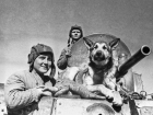 Служебные дворняжки шли под танки в боях за Сталинград
