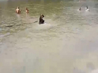 На видео попал медвежонок, купающийся на пляже в Урюпинске вместе с людьми