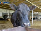 В Волгоградской области пропала автоколонна заражённых опасной инфекцией коров