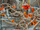 Лишиться урожая из-за ледяного панциря боятся волгоградские садоводы 