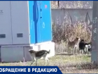 "Лают и кидаются": бездомные собаки продолжают мучить жителей поселка под Волгоградом