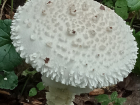 Экологи нашли 4 редких вида грибов в Волго-Ахтубинской пойме