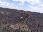 Волгоградцы сообщили о массовой гибели животных в страшном степном пожаре на границе с Казахстаном