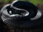 В Волгоградской области «заканчиваются» ядовитые змеи: гадюка Никольского на грани вымирания