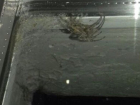 ﻿ ﻿Десятки гигантских пауков атаковали пятиэтажку на юге Волгограда 