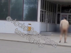 Похождения голого мужчины у караоке попали на видео под Волгоградом