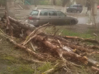 Из-за бездействия УК упавшее дерево разбило окна квартиры в Волгограде