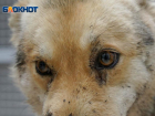 Редко ложится и не подпускает мужчин: состояние расстрелянной в Волгоградской области собаки (18+) 