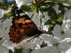Первых бабочек заметили в Волгограде