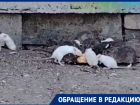 Полчища крыс устроили пир в Волгограде – видео 