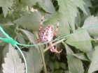 Большая самка паука аргиопа Брюнниха напугала волгоградцев около дома