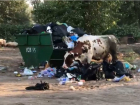 Отдыхающие сняли на видео ужинающих из мусорки коров на пляже Бобры
