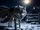 "Съели человека, второго сильно погрызли": фото нападения волков рассылают под Волгоградом 