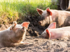 Африканскую чуму свиней не пытались остановить в Волгоградской области