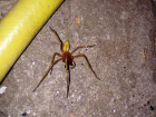 Ядовитый хищный паук сак вновь атакует волгоградцев