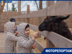 Деревня альпак появилась в Волгограде 