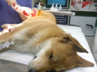 В Волгограде умирающий пёс с раздробленной лапой приполз к людям, моля о помощи