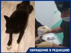 Домашнего пса покалечили безграмотной кастрацией в горпитомнике Волгограда