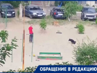 Запретить собачникам гулять на детской площадке требуют в Волгограде