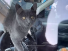 Запертому четверо суток в авто волгоградскому коту нашли новых хозяев
