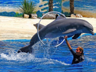 Забрать детский бассейн под дельфинарий в Волгограде хочет бизнесмен из Анапы