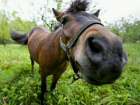 Под Волгоградом 40-летний пастух украл "тройку" лошадей