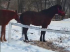 Жалобу написал аноним на волгоградский конный клуб, где убили и травили лошадей 
