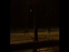 По ночному Волгограду разгуливала косуля: олененка сняли на видео