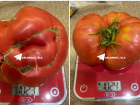 Помидоры-гиганты больше килограмма каждый вырастила волгоградка
