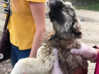 В Волгограде спасают щенка, который после пожара в овраге впал в кому