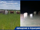Бродячие оголодавшие коровы атакуют поля в Волгоградской области