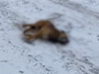 Массовую травлю собак начали в Волгограде: жуткую смерть сняли на видео
