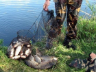 Под Волгоградом браконьер незаконно выловил 79 рыб и 140 раков