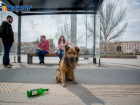 В Волгограде назревает серьезная проблема со стерилизацией собак