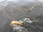 Варварски уничтожавшие рыбу под Волгоградом браконьеры пойдут под суд