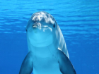Против строительства дельфинария с петицией выступают волгоградцы