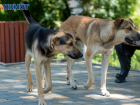 Штрафы за кормление собак в общественных местах одобрили волгоградцы 