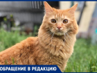 После укуса клеща в Волгограде пытаются спасти кота: нужен донор крови
