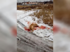 Умирающую после расстрела собаку сняли на видео у поста ДПС шокированные волгоградцы
