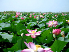 Массовое цветение лотосов началось в Волго-Ахтубинской пойме