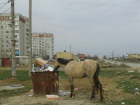 В Волгограде потерявшаяся лошадь питается на мусорках
