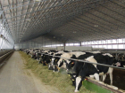 Под Волгоградом построят молочную ферму за 120 миллионов рублей 