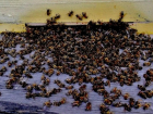 В Волгоградской области массово гибнут пчелы из-за обработки полей 