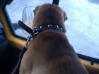 Собака-"кондуктор" появилась в одной из маршруток Волгограда
