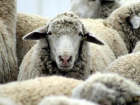 Отару овец и козу незаметно украли у фермера под Волгоградом