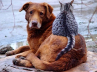 Волгоградскую группу помощи бездомным животным заблокировали «ВКонтакте»